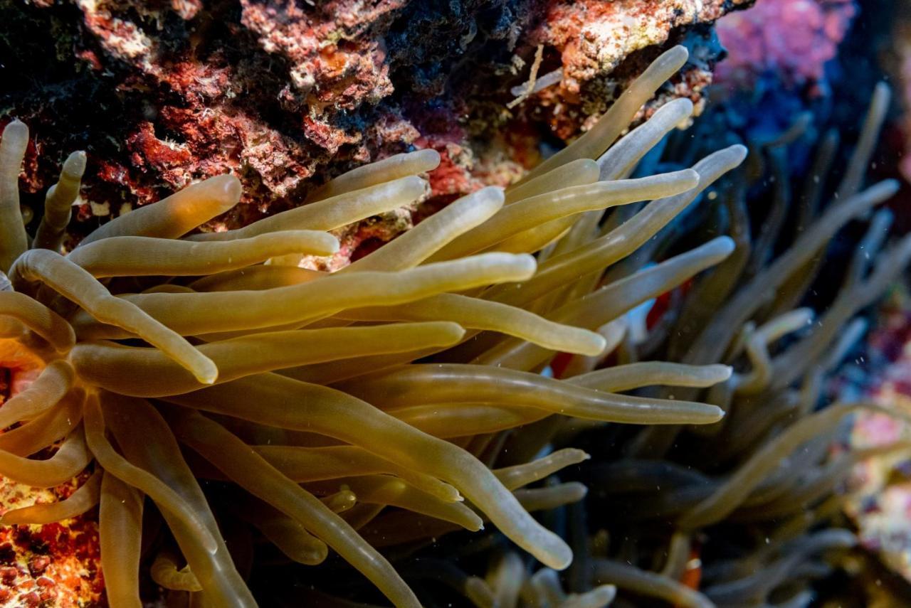 Reconnect - Private Island Resort & Dive Center Togean - Buka Buka Island Ampana Dış mekan fotoğraf