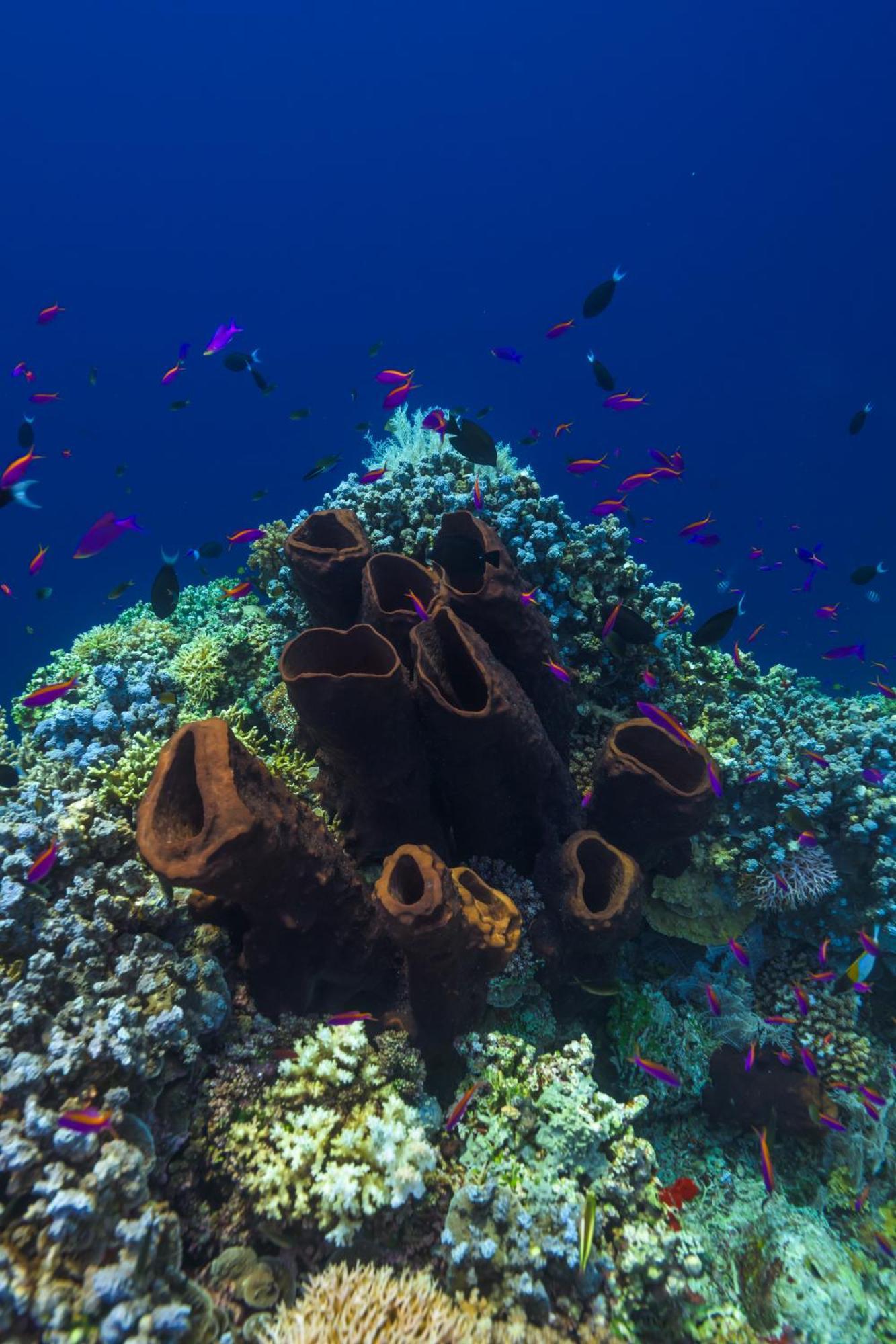 Reconnect - Private Island Resort & Dive Center Togean - Buka Buka Island Ampana Dış mekan fotoğraf