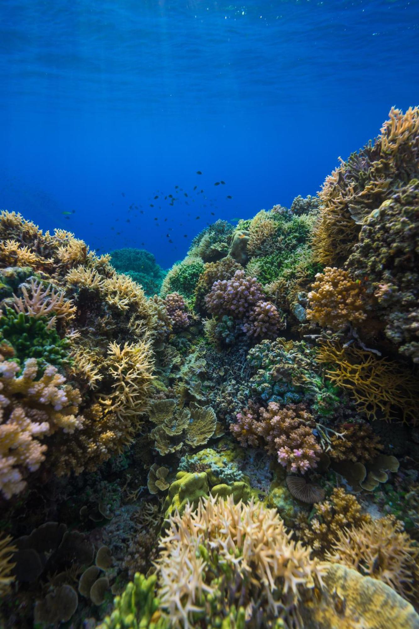 Reconnect - Private Island Resort & Dive Center Togean - Buka Buka Island Ampana Dış mekan fotoğraf